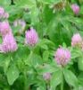 Red Clover Extract 